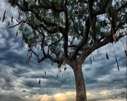 The African's iconic trees called sausage trees are also found here. The fruit of this tree is used to cure skin diseases and also used to prepare red